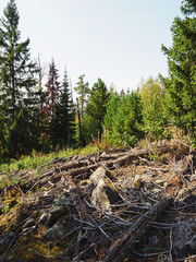 Forest taiga. Old fallen trees. Autumn landscape