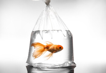 Beautiful gold fish in plastic bag on light background