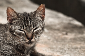 Naklejka na ściany i meble close up Cat eyes. animal photography