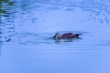 Obraz premium dack is drinking water of a pond Yamadaike Park Hirakata City Osaka, Japan 2021.