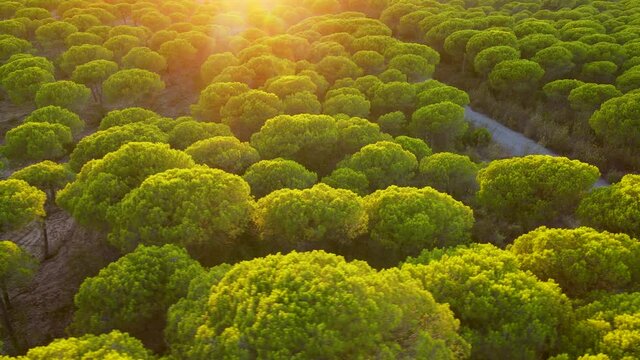 Low Altitude Aerial Flight Over Green Treetops of Stone Pines of Cartaya Pine Forest on Sunset, Autumn Spain