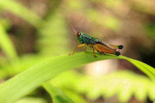 beautiful grasshopper insect, rare animal, macro photos