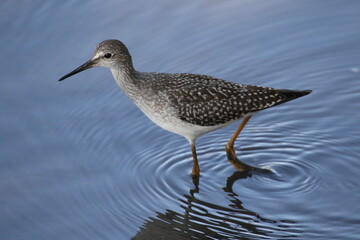 shore bird with reflection