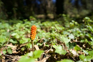 orange flower in the forest