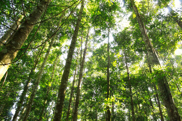 Naklejka premium beautiful scenic landscape forest, green trees nature photos