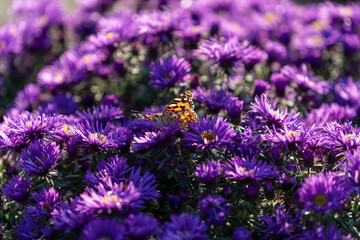 Flowers of aster Verginskaya close-up with a butterfly