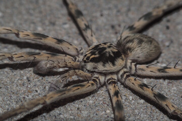 Macro photo of a wolf spider at night