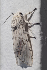 Macro photo of a white moth