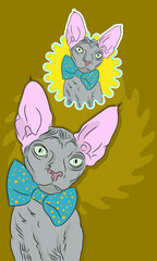 Gray Sphynx cat with bowtie