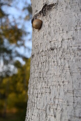 Snail on birch bark. Autumn sunset, bark wood background. Wood background texture.