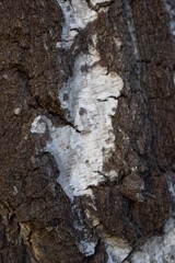 Birch bark background. Wood background texture.