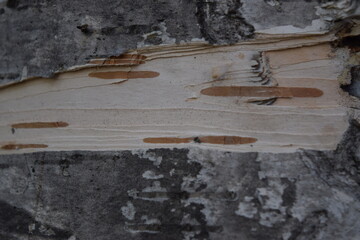 Birch bark background. Wood background texture.