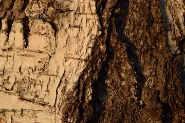Birch bark background. Autumn sunset, bark wood. Wood background texture.