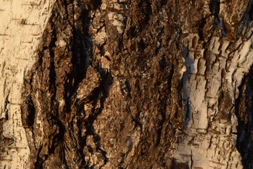 Birch bark background. Autumn sunset, bark wood. Wood background texture.