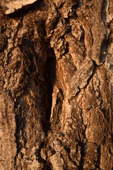 Birch bark background. Autumn sunset, bark wood. Wood background texture.