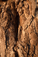Birch bark background. Autumn sunset, bark wood. Wood background texture.