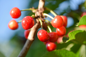 The cherry trees in the orchard are covered with large red, fresh cherries