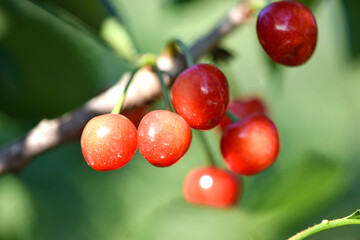 The cherry trees in the orchard are covered with large red, fresh cherries