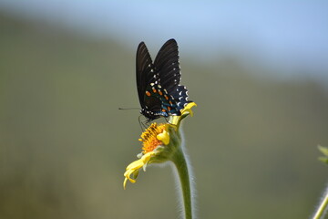mariposa azul alimentandose