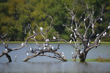 garzas en un arbol hundido