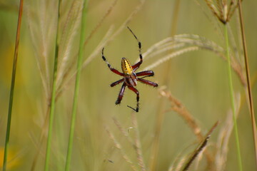 araña de campo amarilla