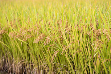 Ripe autumn rice farmed in Korea