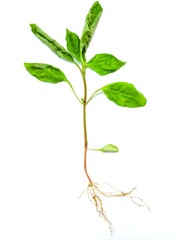 The withered tree was dying from lack of food. Leaves, branches, trunks, roots. Trees are uprooted on a white background.