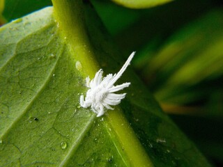 Mealybug. Aphids on a green leaf. close up , macro
