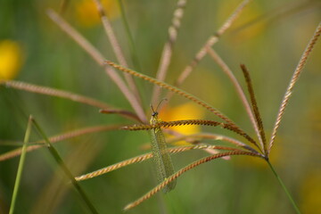 libélula verde