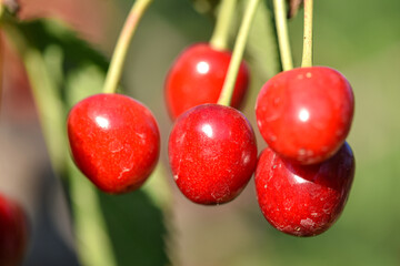 The cherry trees in the orchard are covered with large red, fresh cherries