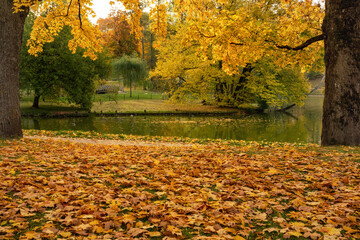 Obraz premium Autumn color. Leaves. Cesis. Latvia. 