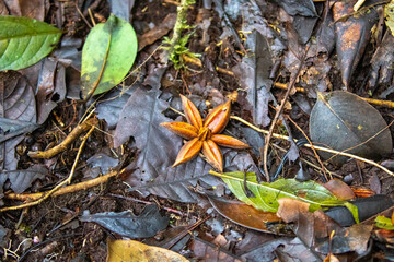 Ground and Soil Covered by Leaves and Seeds at Monteverde Costa Rica Texture Background