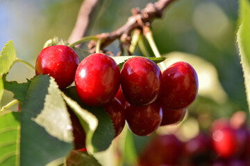 The cherry trees in the orchard are covered with large red, fresh cherries