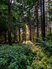 Fototapeta premium path in the woods