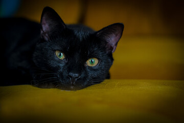 Nieve hermosa gata negra