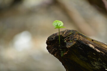 retono de arbol en tronco