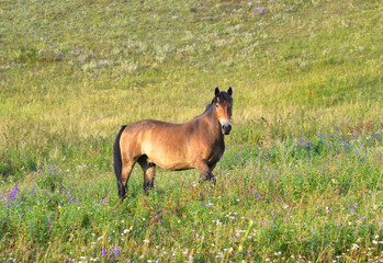 A bay horse is grazing in a meadow