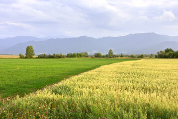 A rural field in the Altai mountains