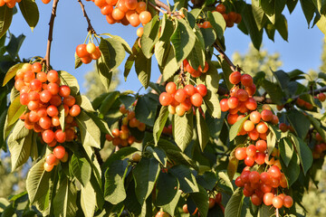 The cherry trees in the orchard are covered with large red, fresh cherries