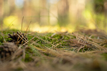 empty place in thge woods closeup. selective focus