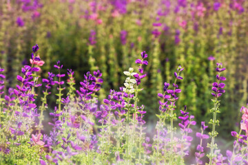 Blooming colorful sunlit meadow in back light 