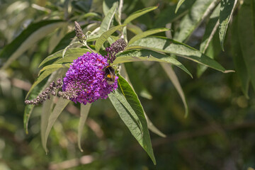 bee on a flower