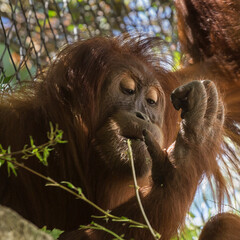 brown monkey on a tree