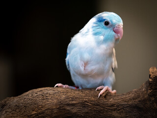 Selective of bird parrot parakeet forpus pie blue color stand on toy branch