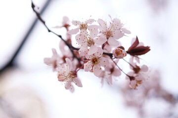 Cherry Blossom or Sakura flower on nature background.