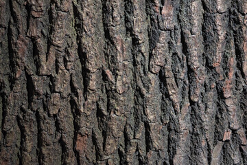 Cinnamomum camphora Presl - camphor tree - tree trunk close-up view for background texture