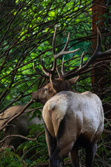 Roosevelt bull elk in the brush from the back side