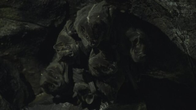 Bats take refuge in a cave.