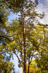 Vertical Tree
