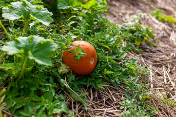 tomato in the garden
